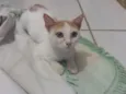 Lelinha