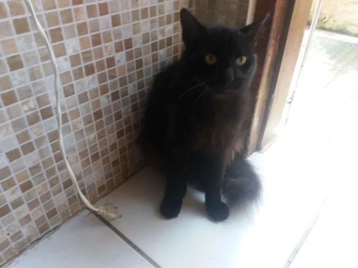 Gato ra a SRD idade 2 anos nome Ernesto