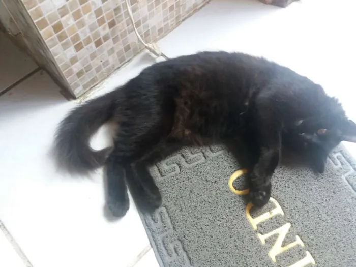 Gato ra a SRD idade 2 anos nome Ernesto