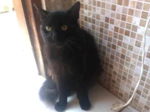 Gato raça SRD idade 2 anos nome Ernesto