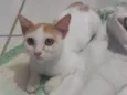 Lelinha 