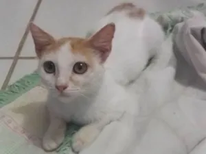Gato raça SRD idade 2 anos nome Lelinha 