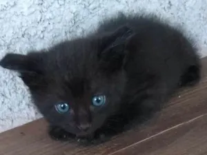 Gato raça Viralata idade Abaixo de 2 meses nome Sem nome