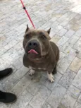 Cachorro raça Pitbull idade 2 anos nome Lolla