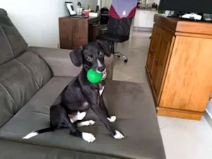 Cachorro raça Vira lata idade 2 a 6 meses nome Tango