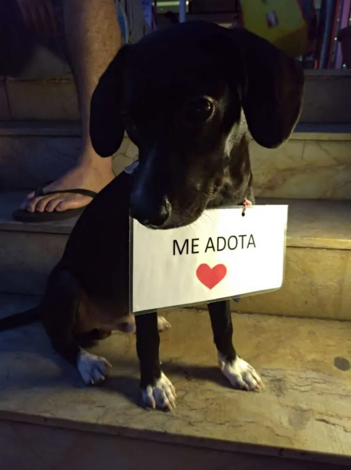 Cachorro raça Vira lata idade 2 a 6 meses nome Tango
