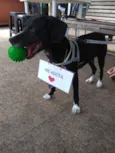 Tango