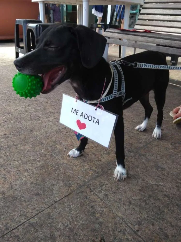 Cachorro raça Vira lata idade 2 a 6 meses nome Tango