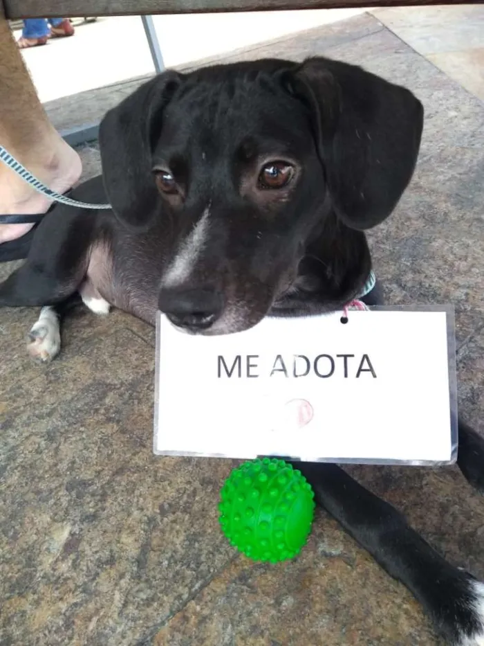 Cachorro raça Vira lata idade 2 a 6 meses nome Tango