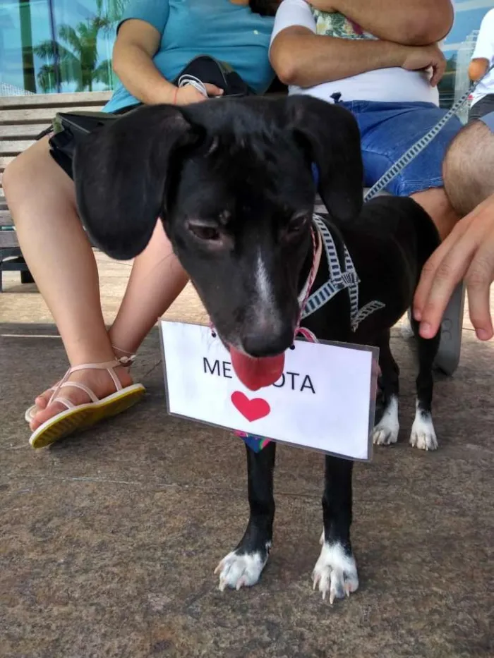 Cachorro raça Vira lata idade 2 a 6 meses nome Tango