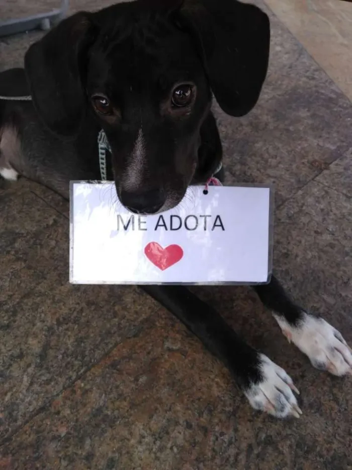 Cachorro raça Vira lata idade 2 a 6 meses nome Tango