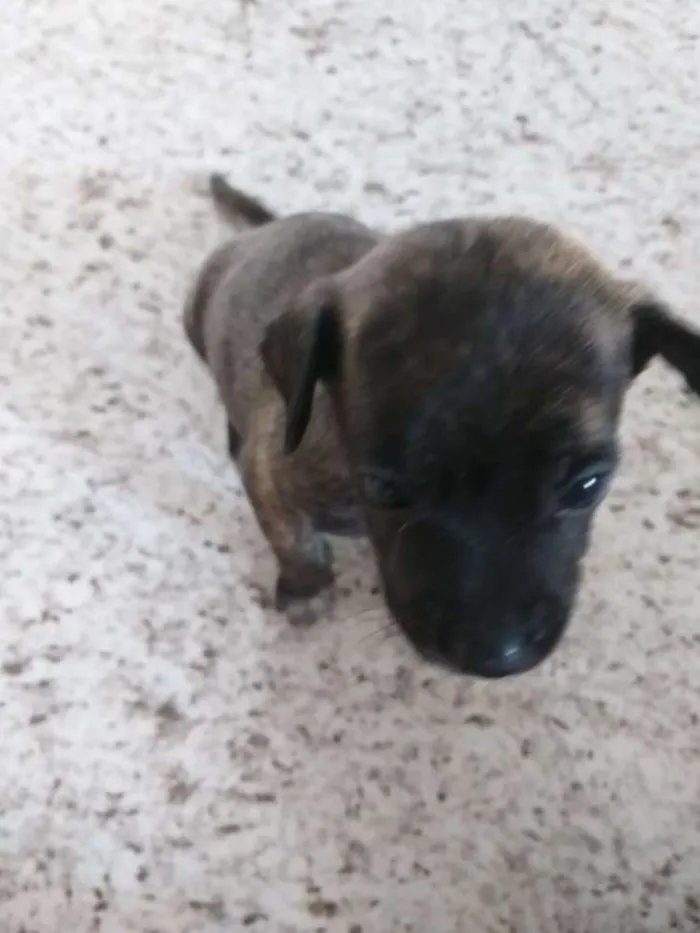Cachorro ra a Vira-lata  idade Abaixo de 2 meses nome Sem nome
