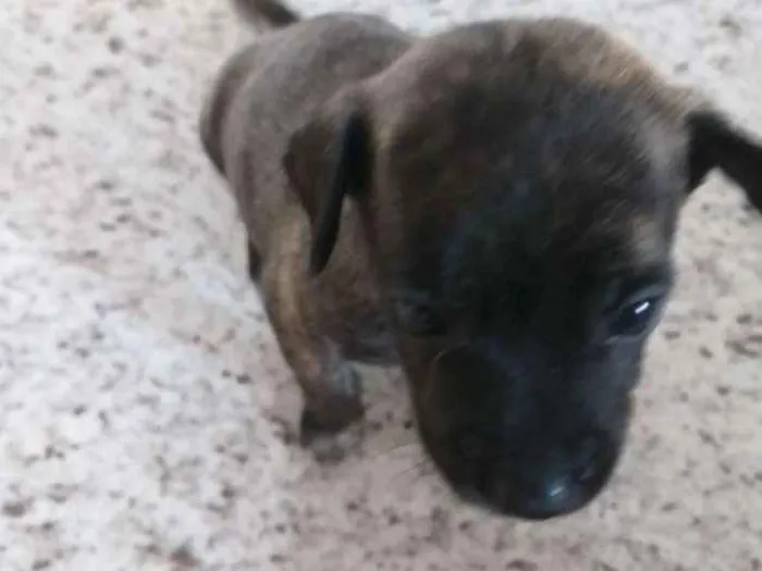 Cachorro ra a Vira-lata  idade Abaixo de 2 meses nome Sem nome