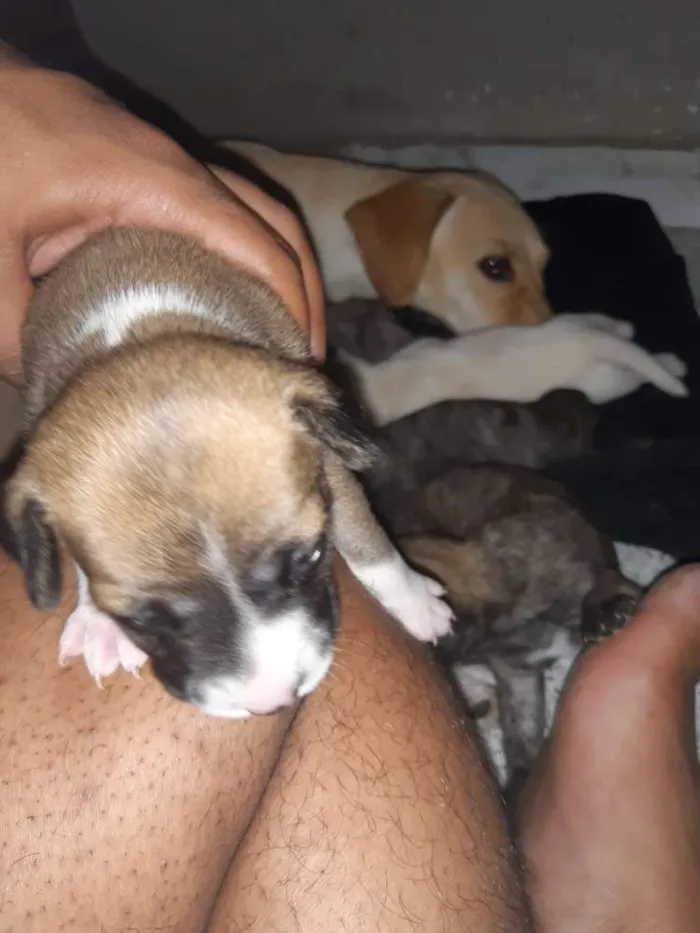 Cachorro ra a Vira-lata  idade Abaixo de 2 meses nome Sem nome