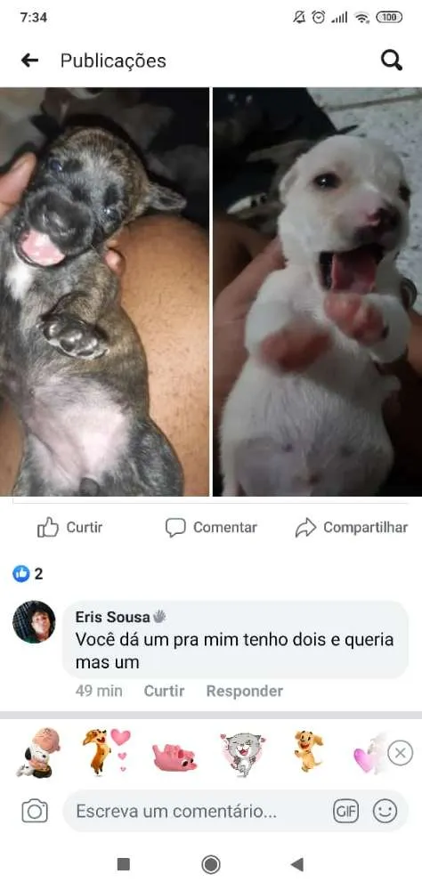Cachorro ra a Vira-lata  idade Abaixo de 2 meses nome Sem nome