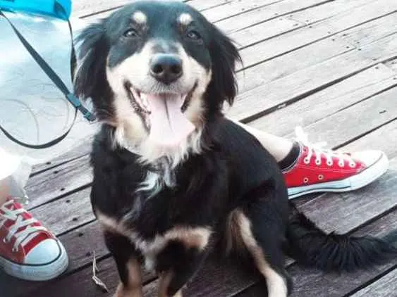 Cachorro ra a dachshund idade 3 anos nome Lily 