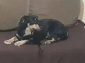 Cachorro ra a dachshund idade 3 anos nome Lily 