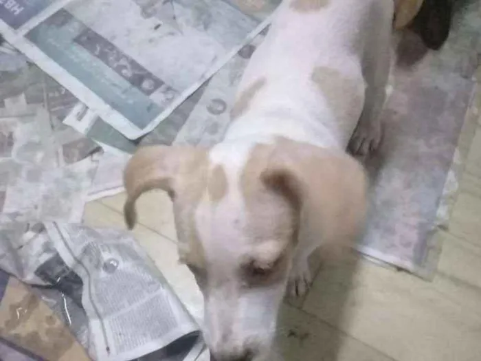 Cachorro raça SRD idade 2 a 6 meses nome Maya