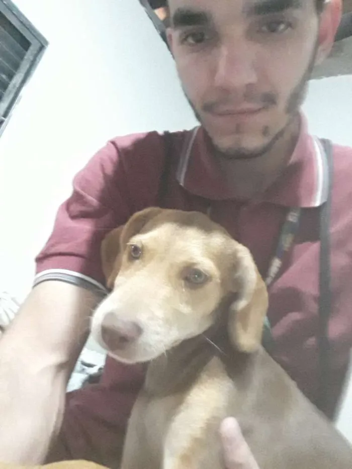 Cachorro ra a Indefinida idade 1 ano nome Amarela, Princesa e 