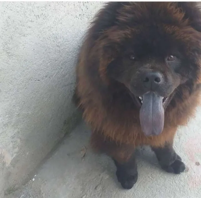 Cachorro ra a Chow chow idade 7 a 11 meses nome Venon