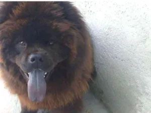 Cachorro raça Chow chow idade 7 a 11 meses nome Venon