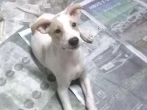 Cachorro raça SRD idade 2 a 6 meses nome Maya