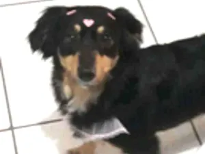 Cachorro raça dachshund idade 3 anos nome Lily 
