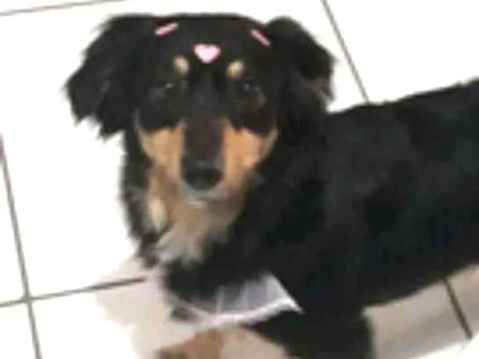 Cachorro ra a dachshund idade 3 anos nome Lily 