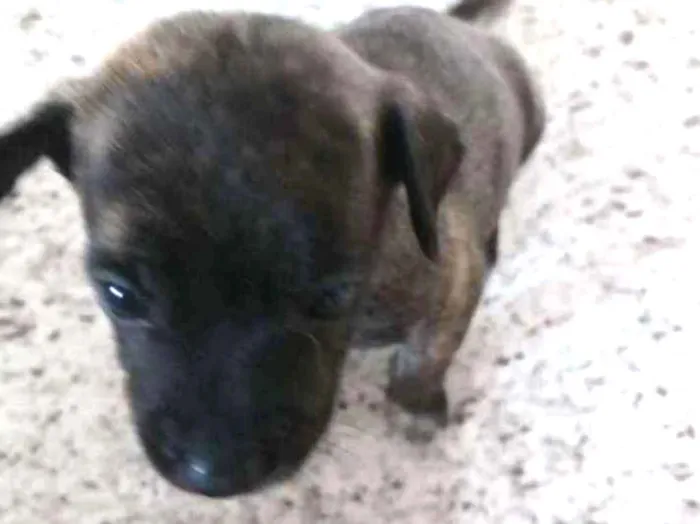 Cachorro ra a Vira-lata  idade Abaixo de 2 meses nome Sem nome