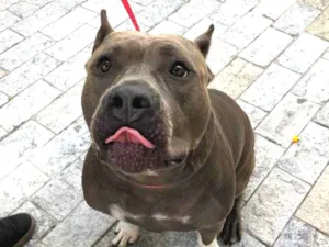 Cachorro raça Pitbull idade 2 anos nome Lolla
