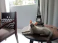 Maya