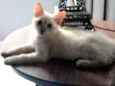 Maya