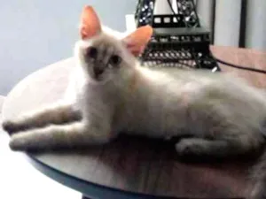 Gato raça sdr idade 2 a 6 meses nome Maya