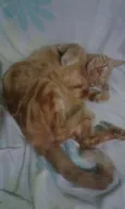 Zé