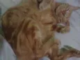 Zé