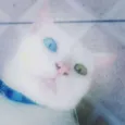 Louis