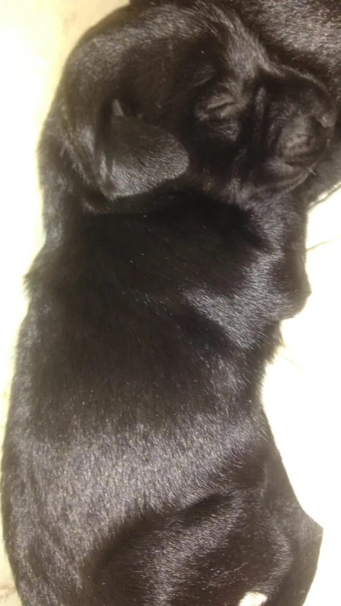Cachorro ra a vira lata idade Abaixo de 2 meses nome sem nome