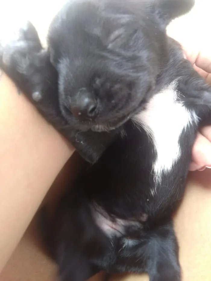 Cachorro ra a vira lata idade Abaixo de 2 meses nome sem nome
