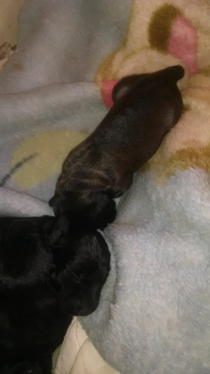Cachorro ra a vira lata idade Abaixo de 2 meses nome sem nome
