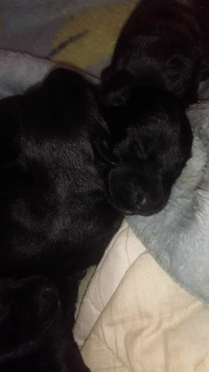 Cachorro ra a vira lata idade Abaixo de 2 meses nome sem nome