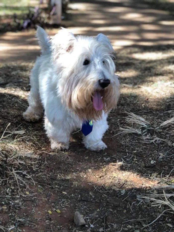 Cachorro ra a Scootie terrier  idade 6 ou mais anos nome Arnold 