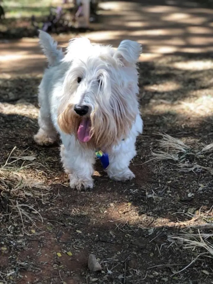 Cachorro ra a Scootie terrier  idade 6 ou mais anos nome Arnold 