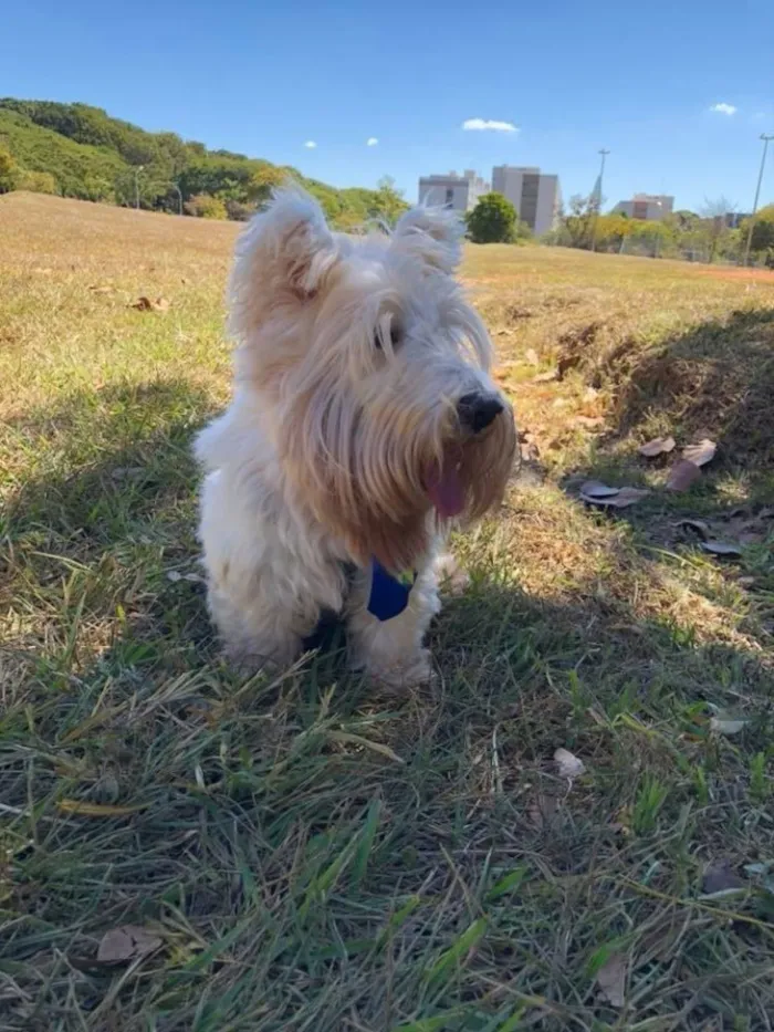 Cachorro ra a Scootie terrier  idade 6 ou mais anos nome Arnold 