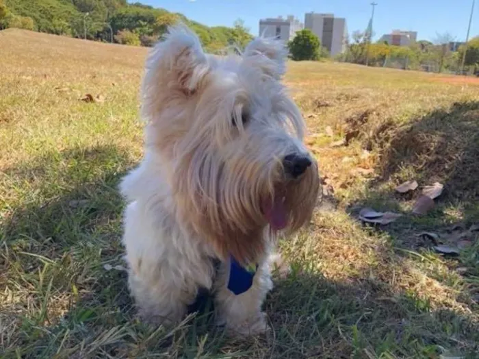 Cachorro ra a Scootie terrier  idade 6 ou mais anos nome Arnold 
