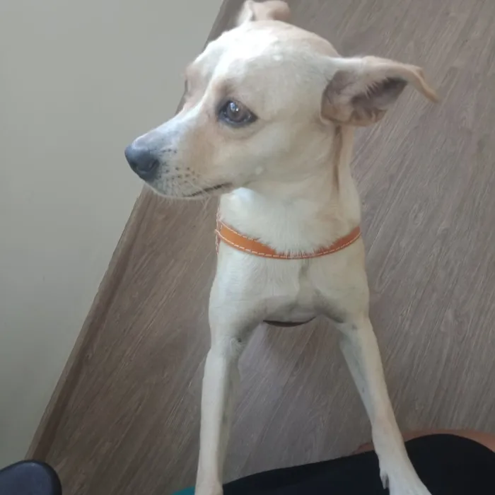 Cachorro raça Vira lata idade 2 anos nome Déda