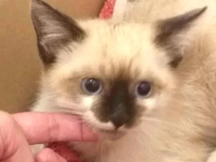 Gato raça SRD  idade 2 a 6 meses nome Kiwi