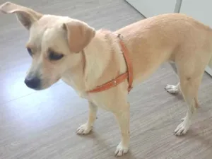 Cachorro raça Vira lata idade 2 anos nome Déda
