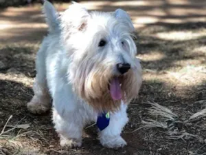 Cachorro raça Scootie terrier  idade 6 ou mais anos nome Arnold 