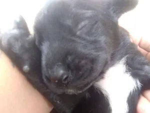 Cachorro raça vira lata idade Abaixo de 2 meses nome sem nome