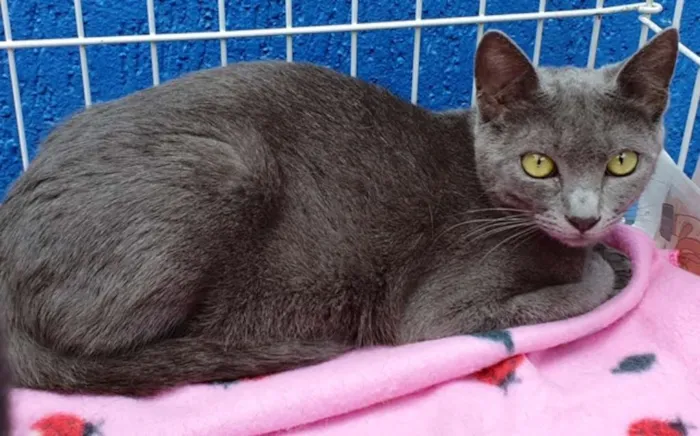 Gato raça SRD idade 1 ano nome VERIDIANA BLUE